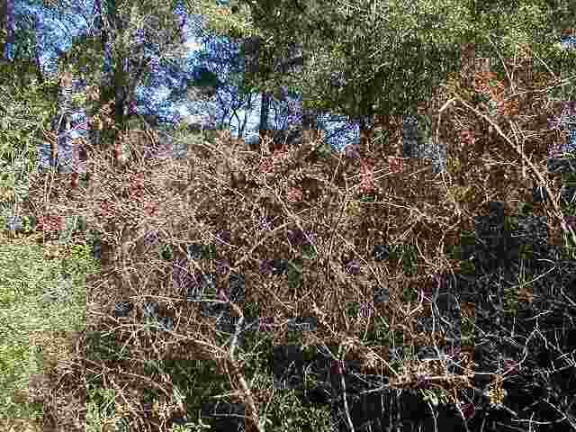 Lot 3 Will Go Avenue Murrells Inlet, SC 29576 - Photo 5 of 6 Gallery Image 5