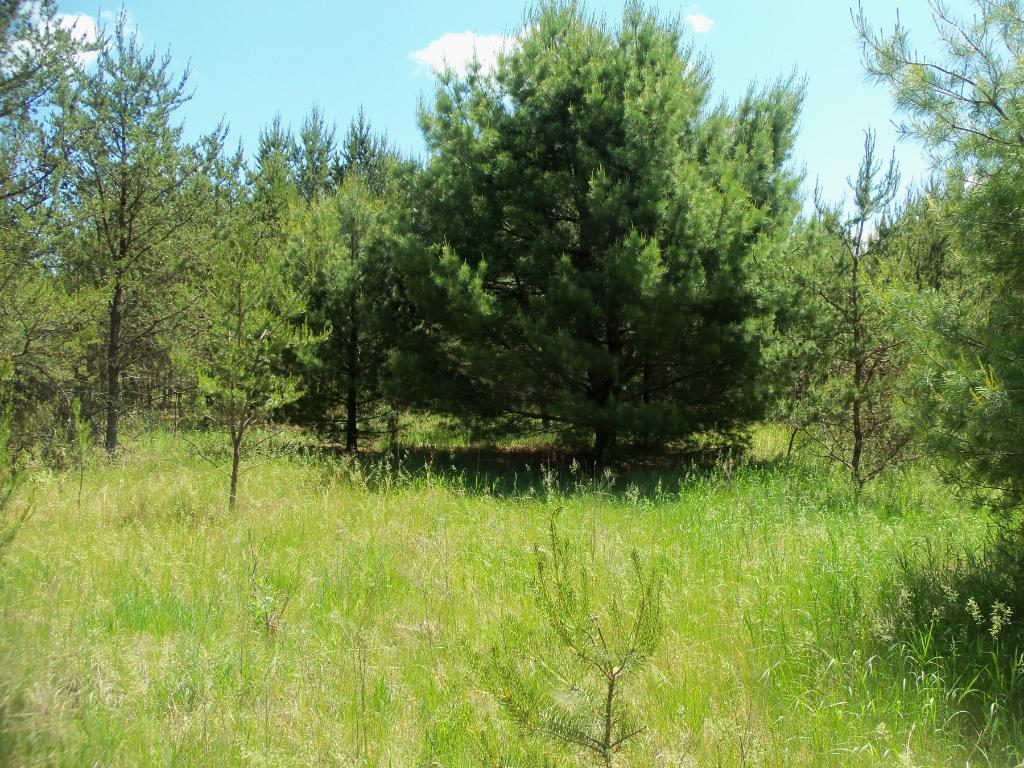Lot 3 Malone Road Webster, WI 54893 - Photo 1 of 1