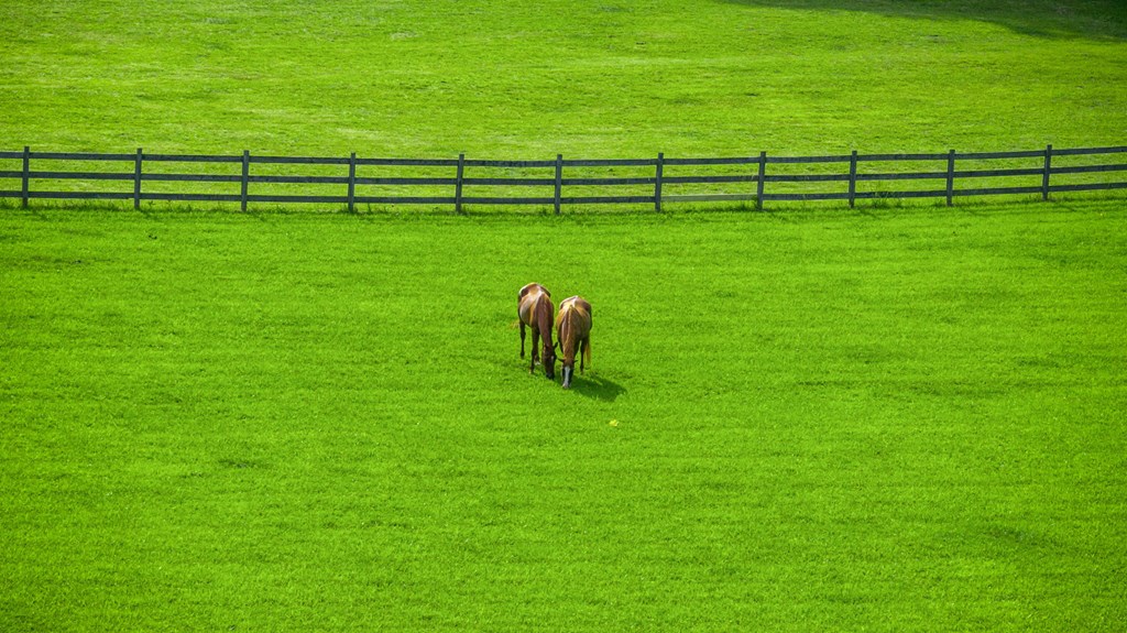 225 Cohutta Ranch Road Blue Ridge, GA 30513 - Photo 35 of 82