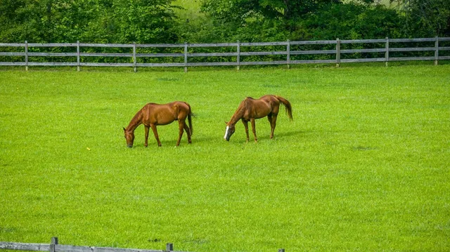 $1,598,000 | 225 Cohutta Ranch Road, Blue Ridge, GA 30513