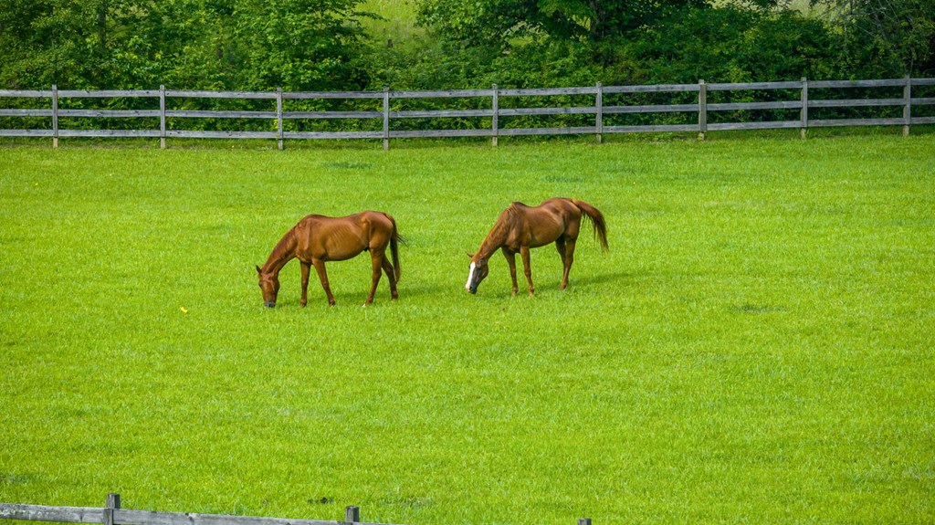 225 Cohutta Ranch Road Blue Ridge, GA 30513 - Photo 36 of 82