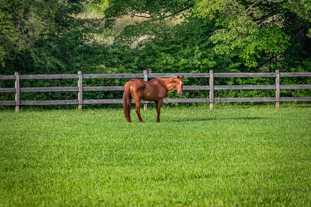 225 Cohutta Ranch Road Blue Ridge, GA 30513 - Photo 76 of 82