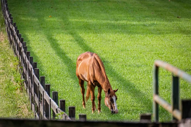 $1,598,000 | 225 Cohutta Ranch Road, Blue Ridge, GA 30513