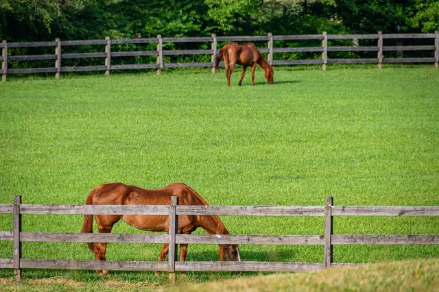 $1,598,000 | 225 Cohutta Ranch Road, Blue Ridge, GA 30513