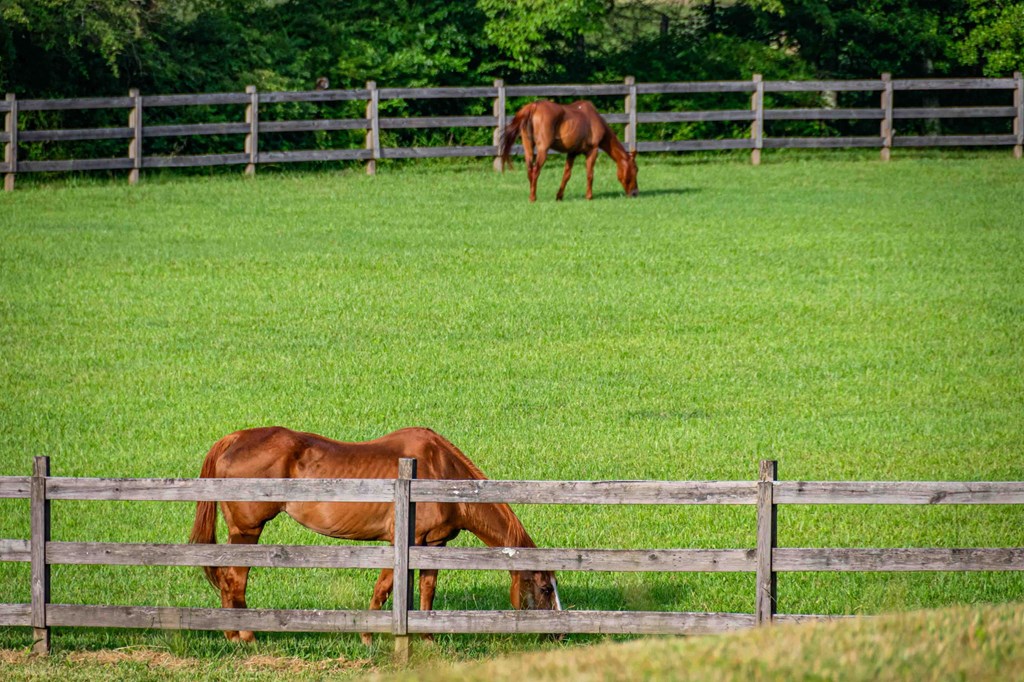 225 Cohutta Ranch Road Blue Ridge, GA 30513 - Photo 78 of 82