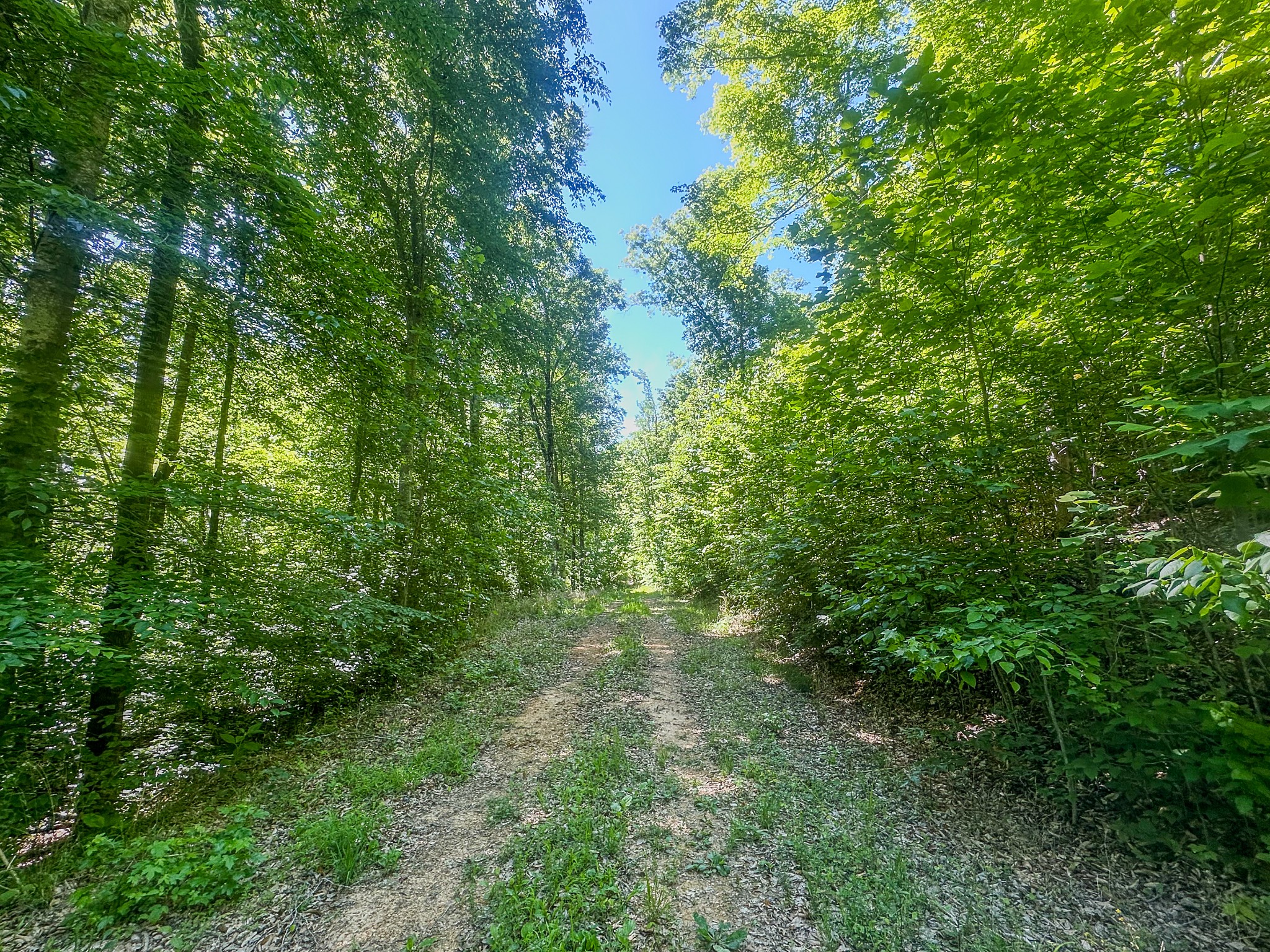 0 Mayberry Prong Road Linden, TN 37096 - Photo 5 of 24