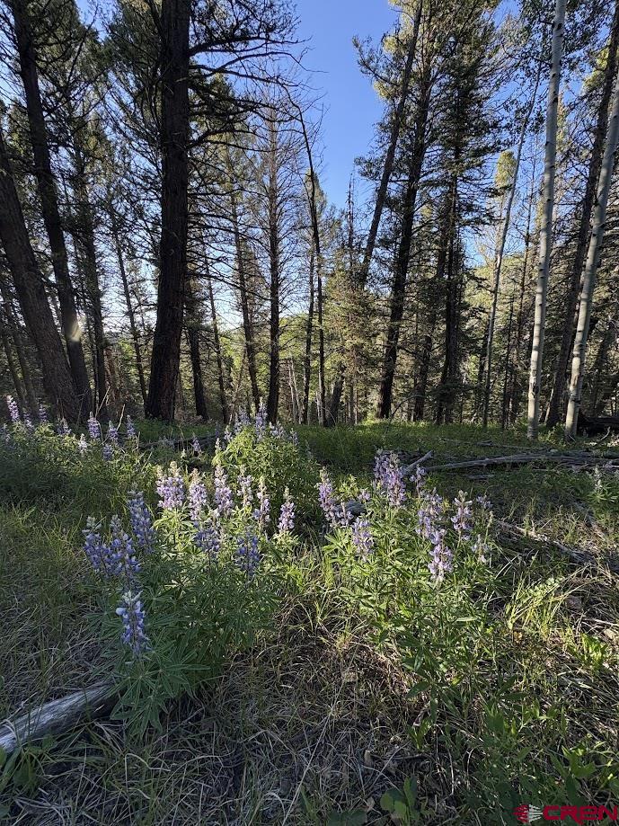 449 Ute Road Cimarron, CO 81220 - Photo 4 of 9 a view of a yard with large trees