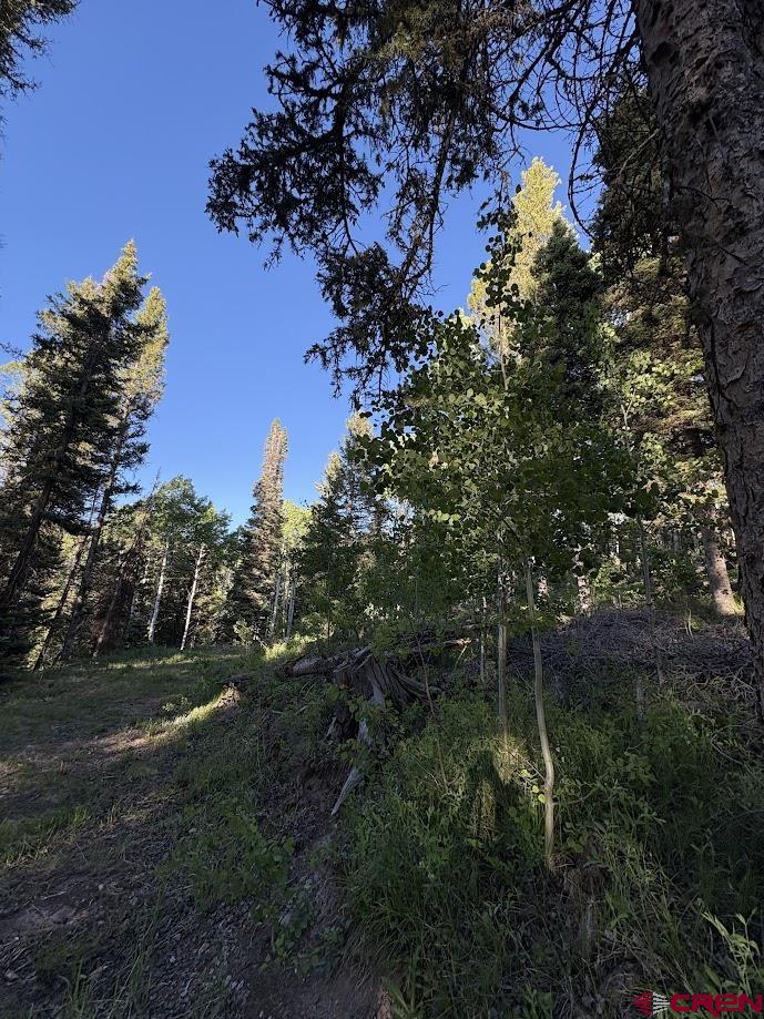 449 Ute Road Cimarron, CO 81220 - Photo 5 of 9 a view of a yard with a tree