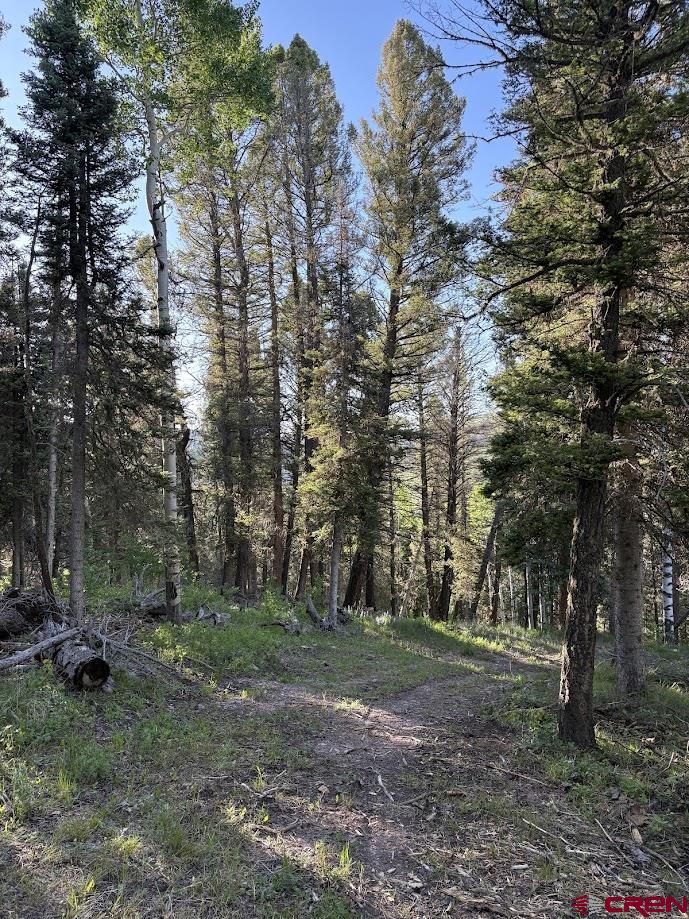 449 Ute Road Cimarron, CO 81220 - Photo 8 of 9 a view of a forest with trees