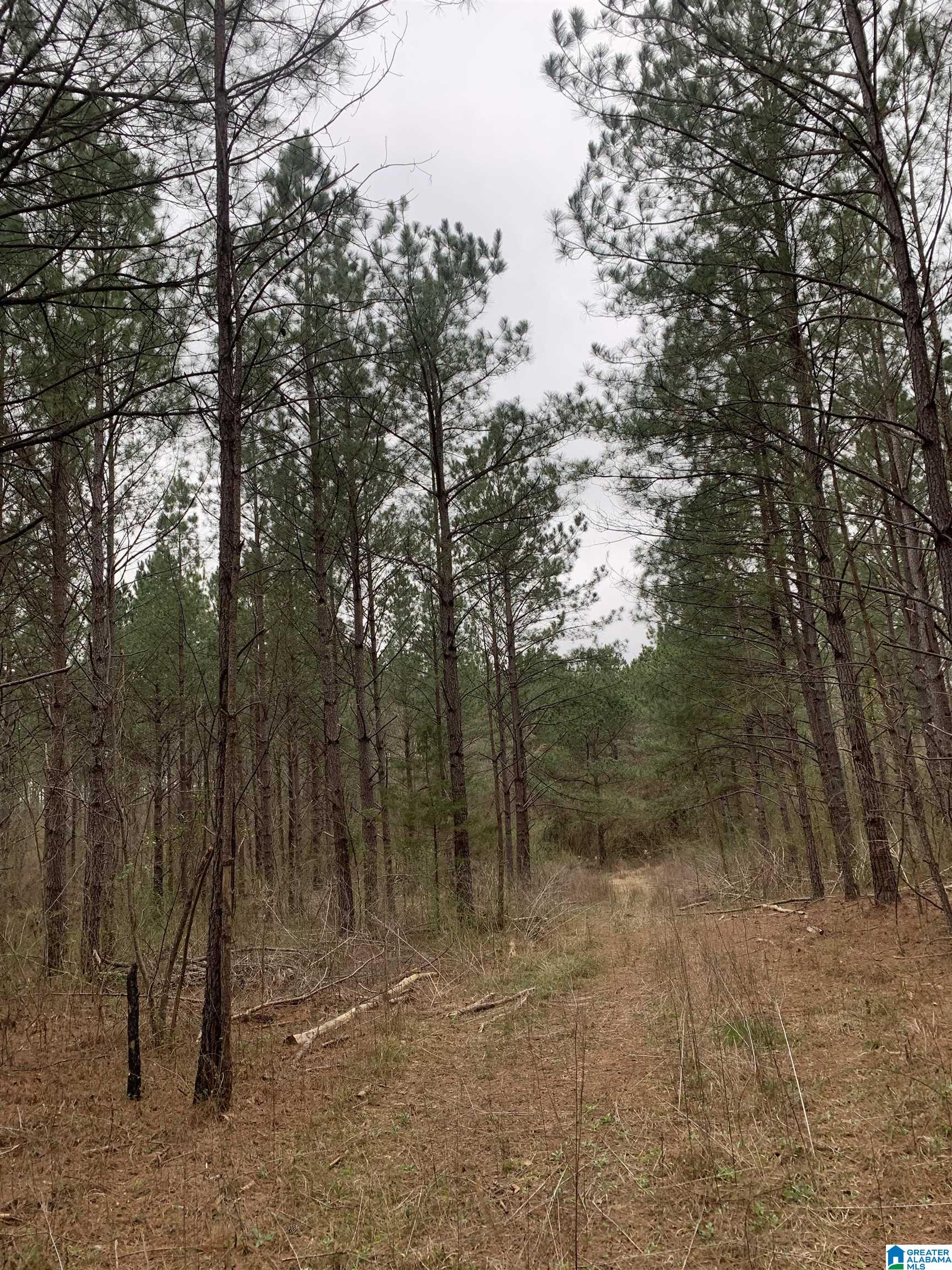 Shady Glen Road, Unit 50 91 Anniston, AL 36201 - Photo 12 of 15
