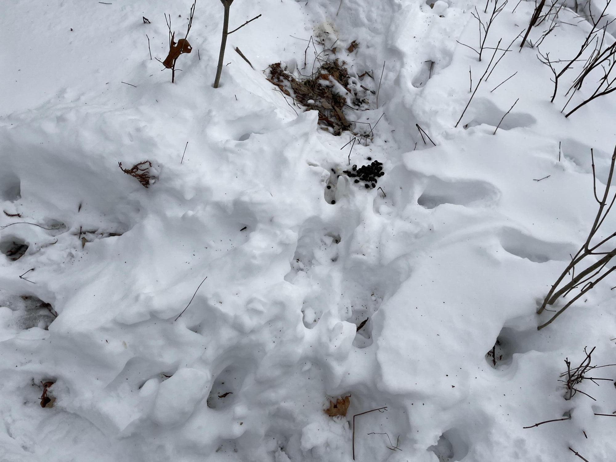 Lot# Trafton Road, Unit LOT# Harmony, ME 04942 - Photo 4 of 7 IMG_4355