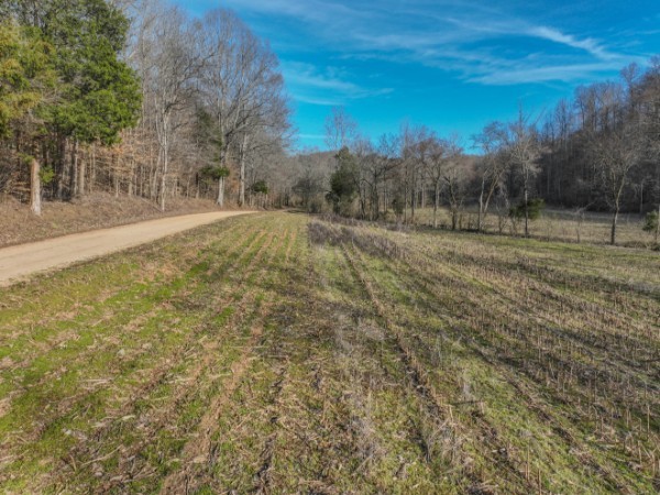 0 Tidwell Hollow Road Iron City, TN 38463 - Photo 12 of 44 a view of dirt field with large trees
