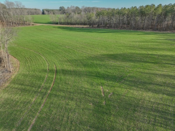 0 Tidwell Hollow Road Iron City, TN 38463 - Photo 19 of 44 a view of a field with an trees