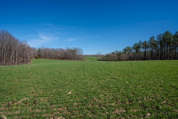 0 Tidwell Hollow Road Iron City, TN 38463 - Photo 21 of 44 a view of grassy field with trees in background