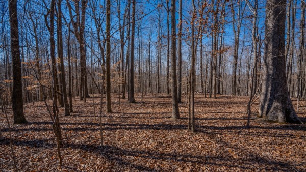 0 Tidwell Hollow Road Iron City, TN 38463 - Photo 22 of 44 a view of a backyard with trees