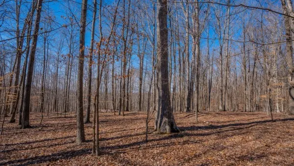 a view of a dry yard with trees