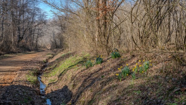 0 Tidwell Hollow Road Iron City, TN 38463 - Photo 25 of 44 a view of a dry yard with trees