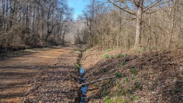 a view of a forest