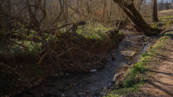 0 Tidwell Hollow Road Iron City, TN 38463 - Photo 31 of 44 a view of a forest