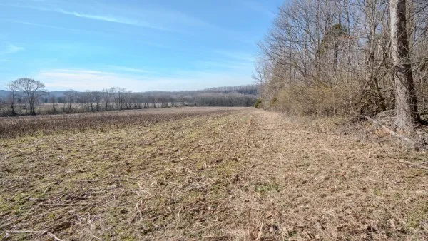 a view of a dry yard with trees