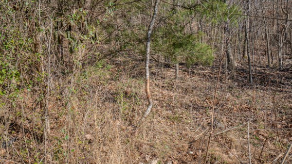 0 Tidwell Hollow Road Iron City, TN 38463 - Photo 41 of 44 a view of a room with a trees