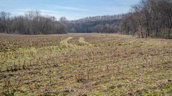 0 Tidwell Hollow Road Iron City, TN 38463 - Photo 42 of 44 a view of a dry yard with trees