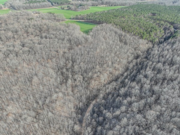 0 Tidwell Hollow Road Iron City, TN 38463 - Photo 8 of 44 a view of a dry yard with lots of green space