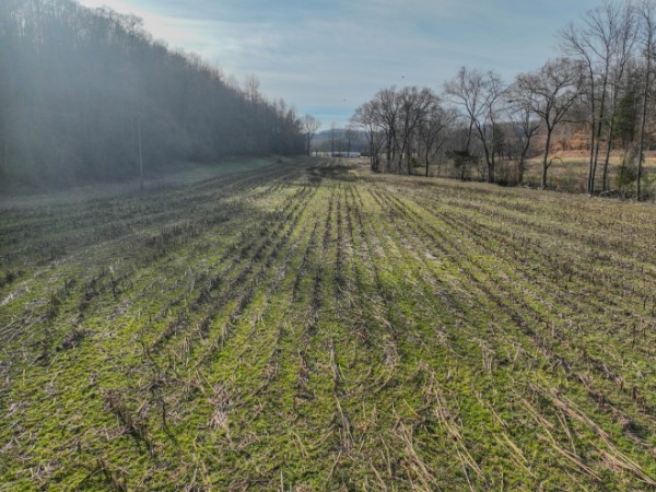 0 Tidwell Hollow Road Iron City, TN 38463 - Photo 9 of 44 a view of a yard with trees
