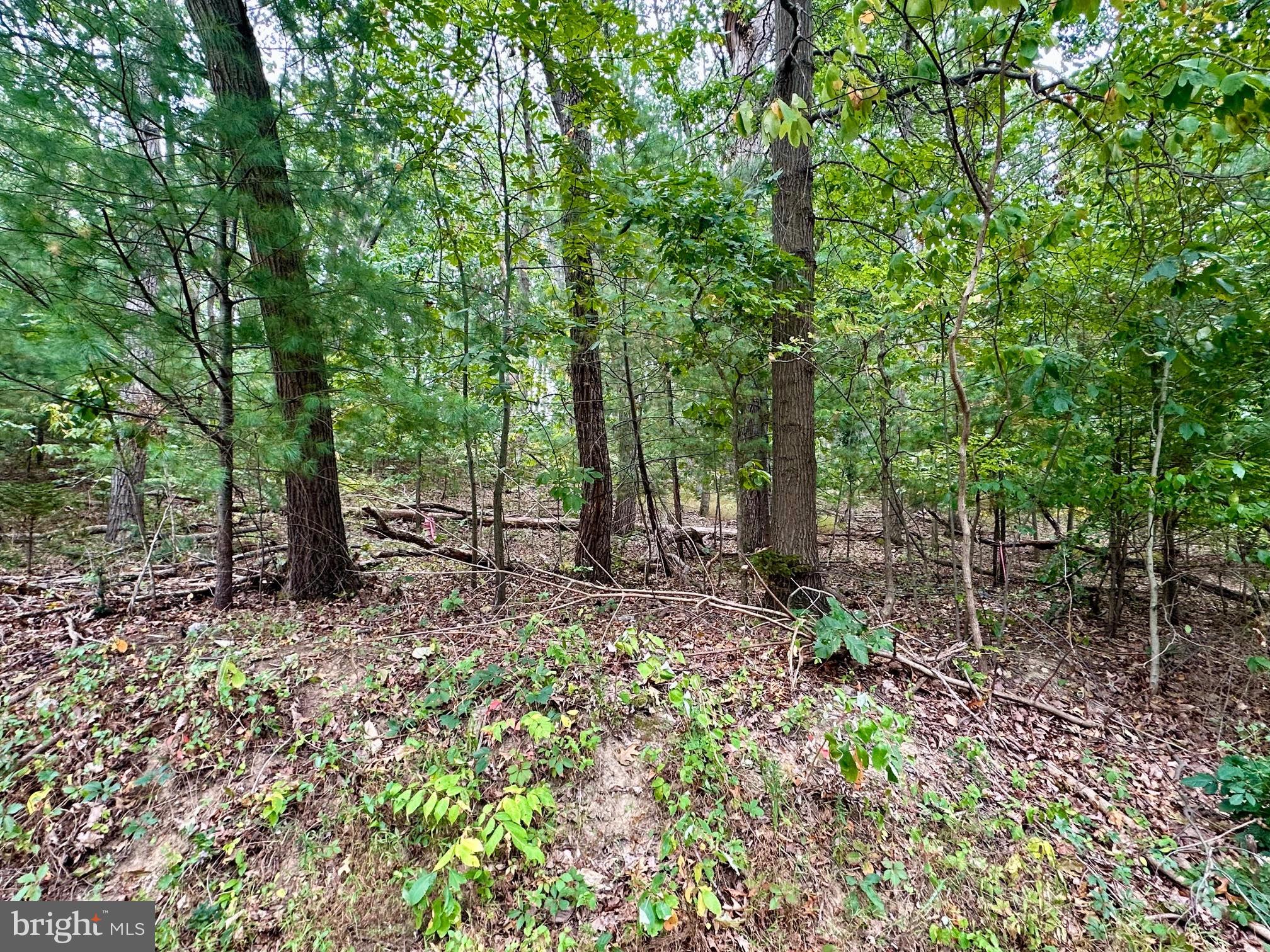 Salem Bottom Road Westminster, MD 21157 - Photo 6 of 13 Walking the lot