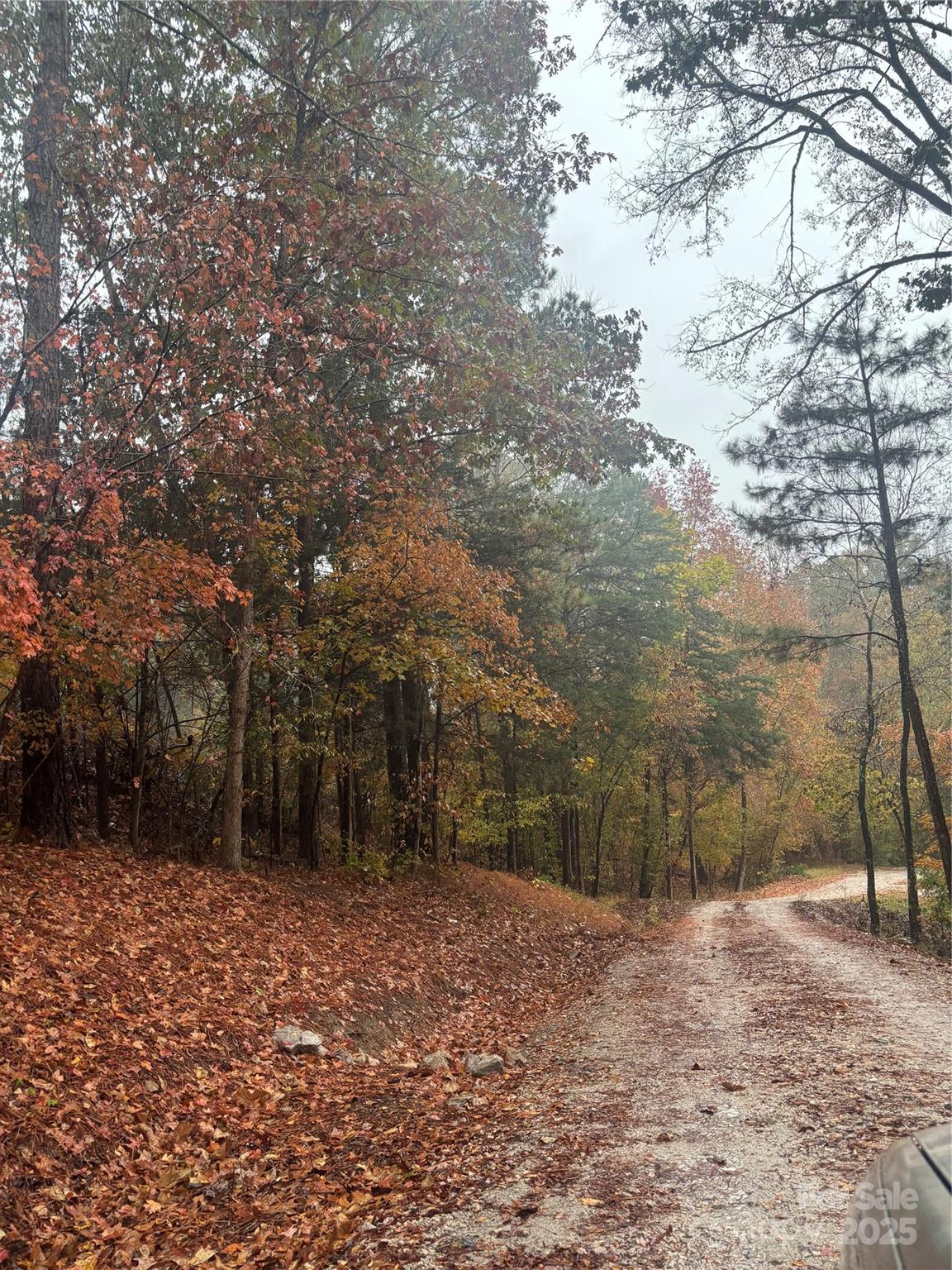 2877 Shannon Street Sharon, SC 29742 - Photo 29 of 29 a view of a yard with plants and trees