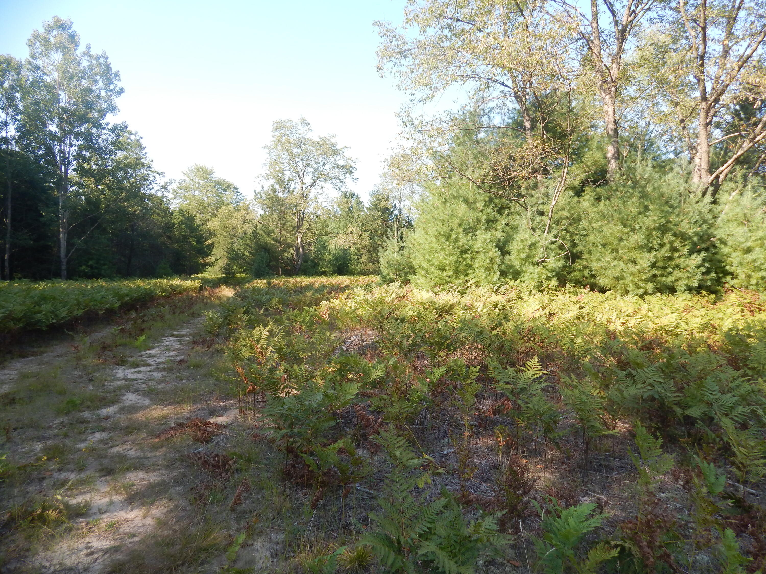 Koenig Road, Unit A Manistee, MI 49660 - Photo 24 of 31 Peace and Quiet