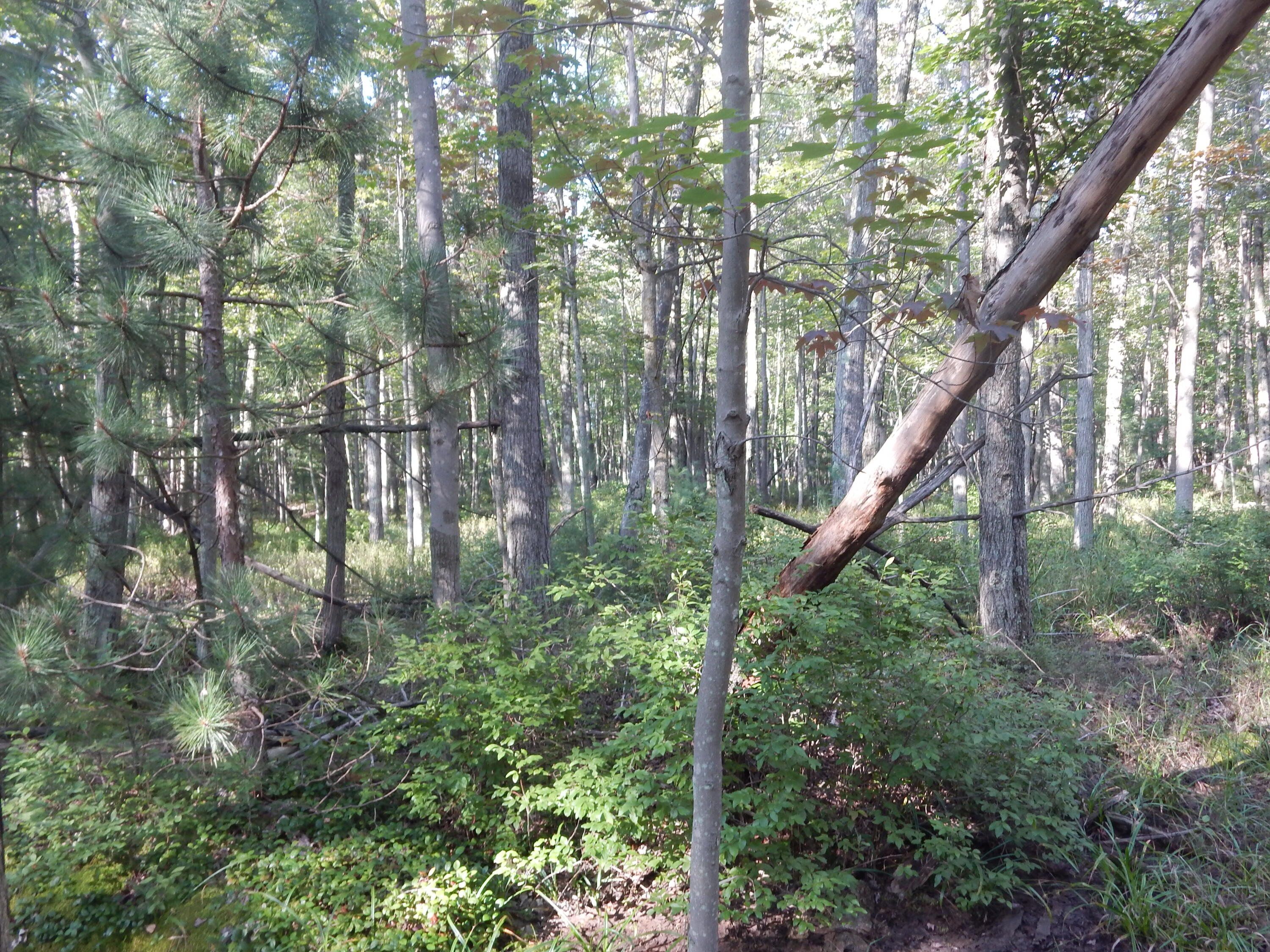 Koenig Road, Unit A Manistee, MI 49660 - Photo 29 of 31 enjoy nature
