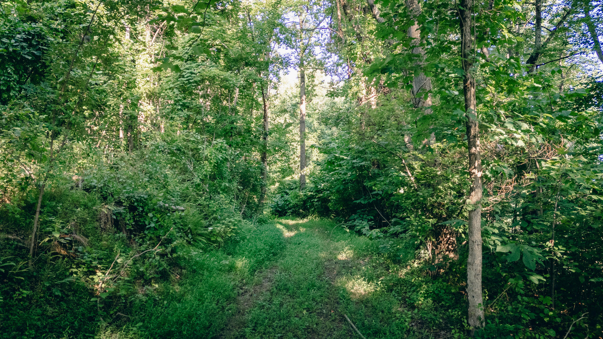 0 Johnson School Road Thaxton, VA 24174 - Photo 12 of 17 a view of a lush green forest
