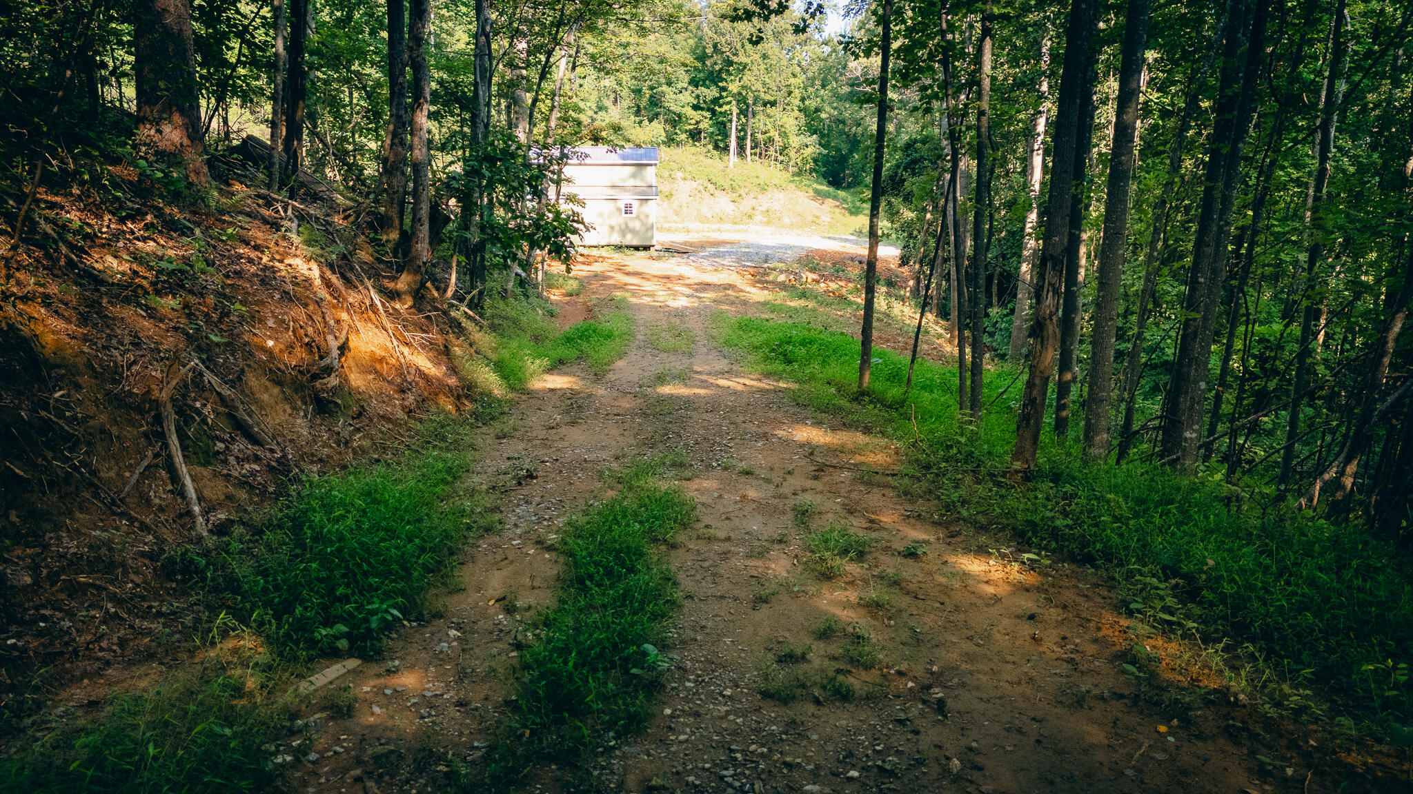 0 Johnson School Road Thaxton, VA 24174 - Photo 13 of 17 a view of a yard with plants and large trees
