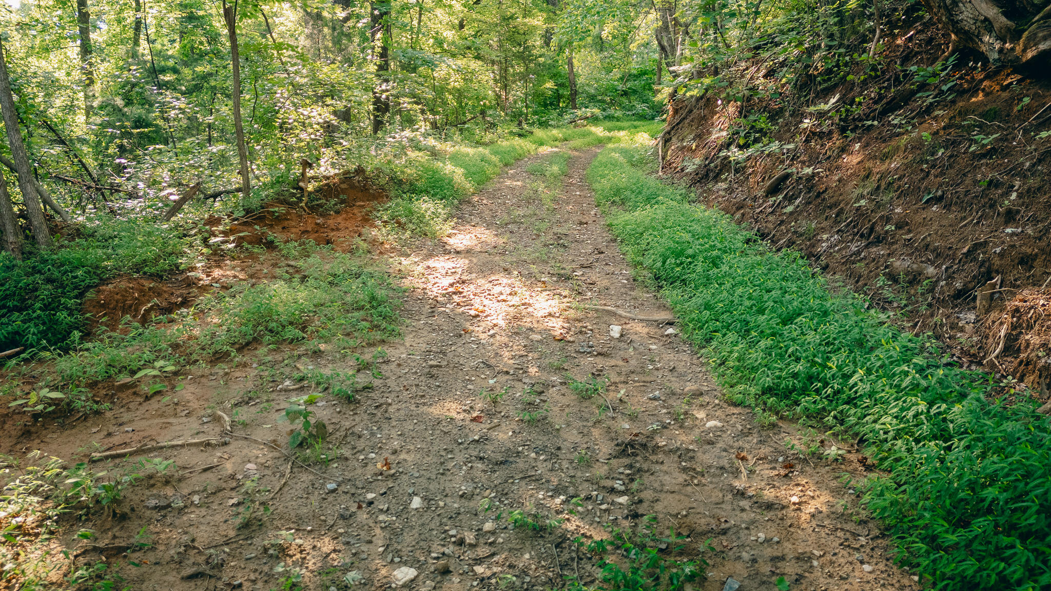0 Johnson School Road Thaxton, VA 24174 - Photo 14 of 17 a view of a yard with plants and a bench