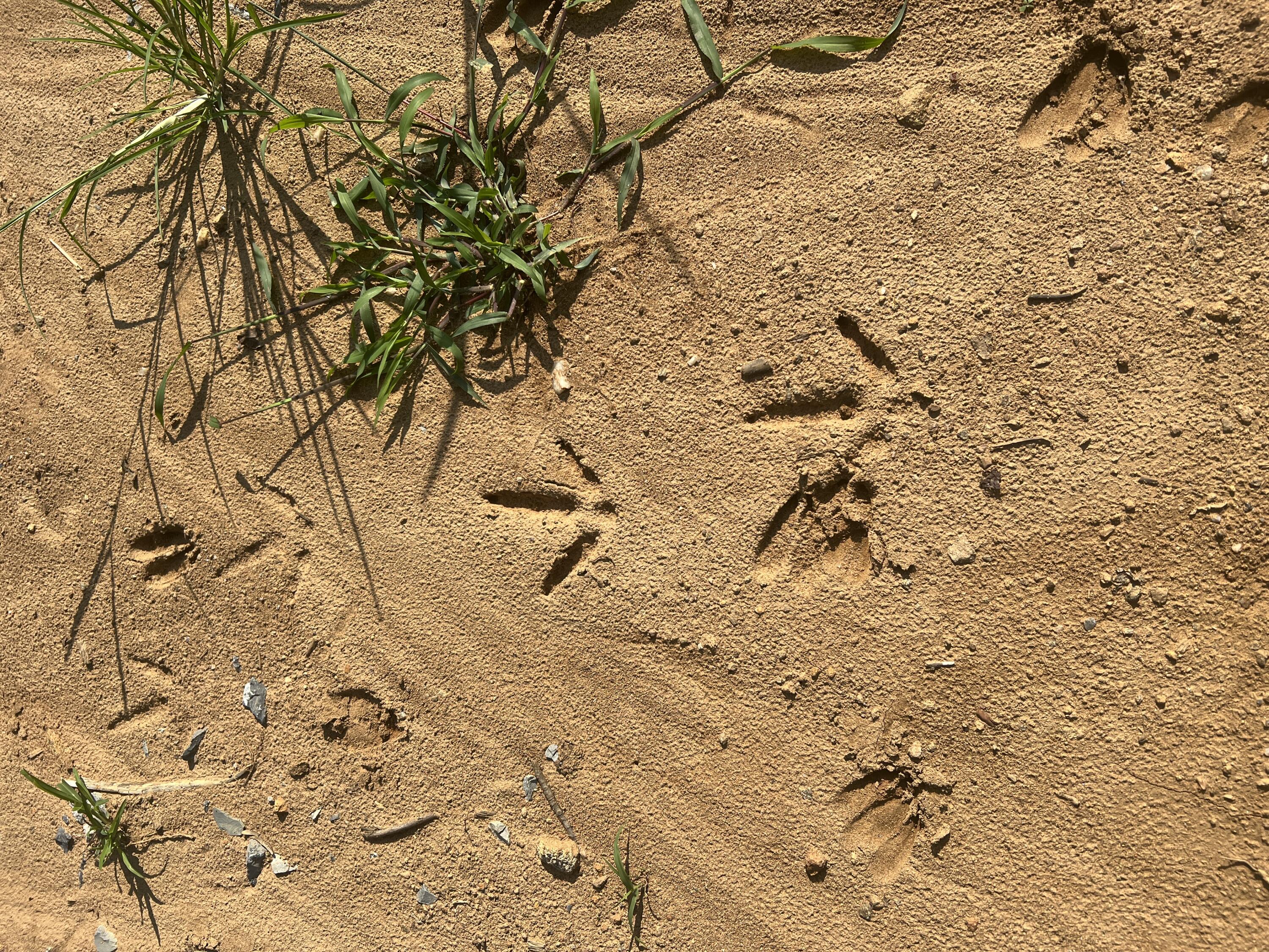 0 Johnson School Road Thaxton, VA 24174 - Photo 16 of 17 a view of a yard