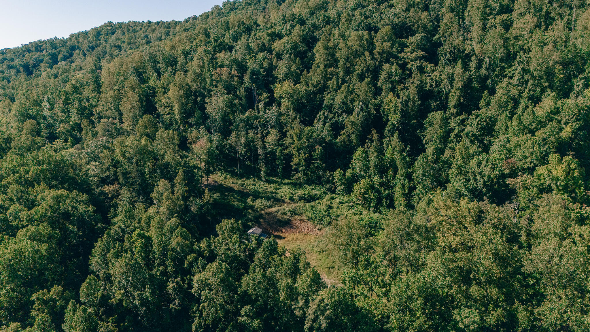 0 Johnson School Road Thaxton, VA 24174 - Photo 3 of 17 a view of a forest with a tree