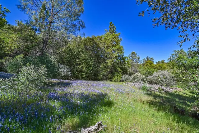 a view of a forest filled with trees