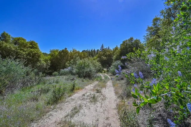a view of a forest with lots of trees