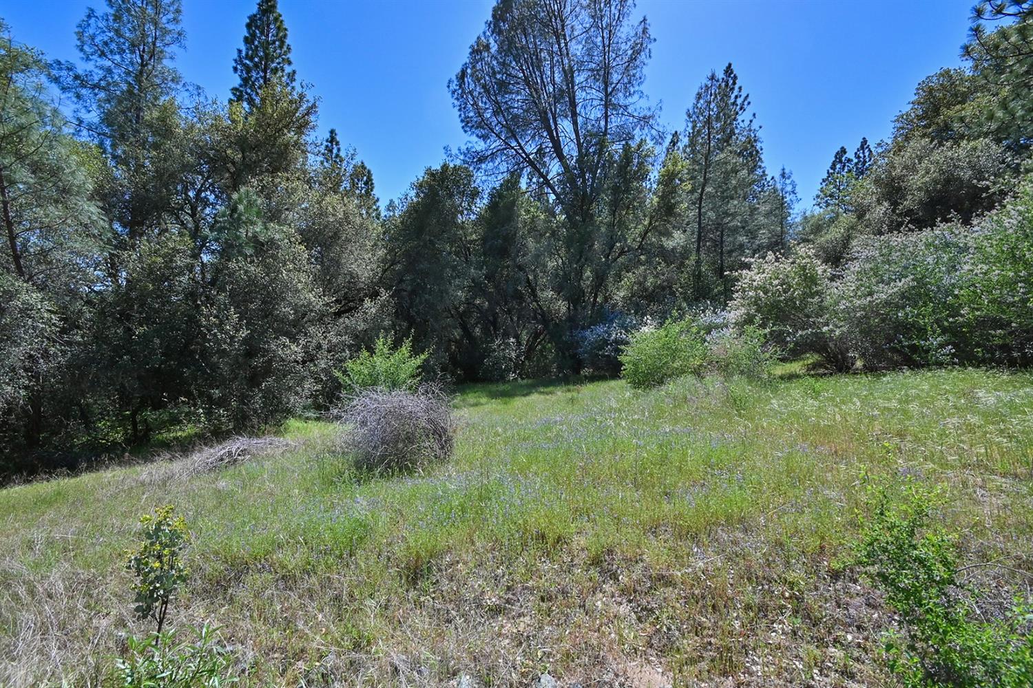 6412 Mt Aukum Road Somerset, CA 95684 - Photo 13 of 65 a view of a lush green forest