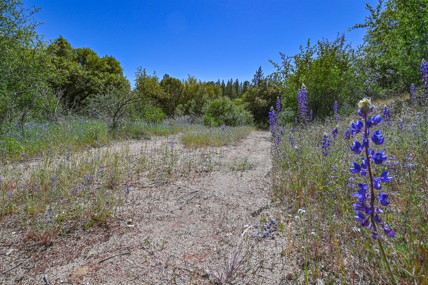 6412 Mt Aukum Road Somerset, CA 95684 - Photo 14 of 65 a view of a lake with a house in the background