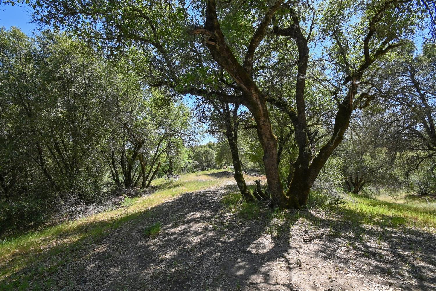 6412 Mt Aukum Road Somerset, CA 95684 - Photo 15 of 65 a view of backyard with green space