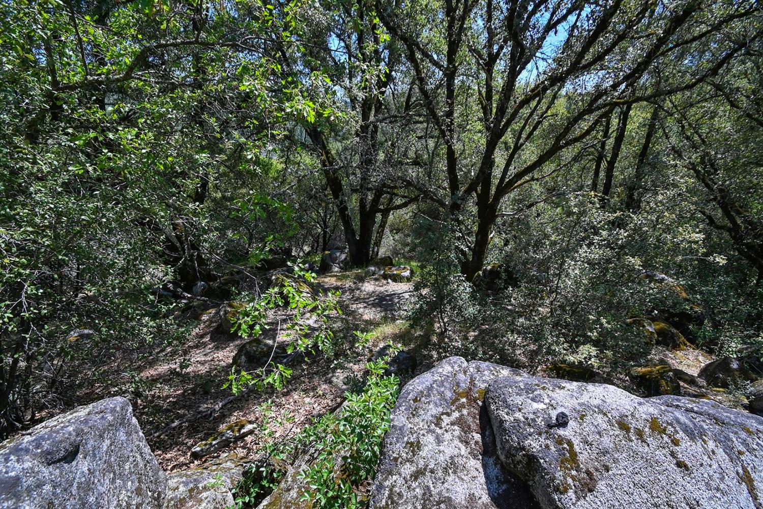 6412 Mt Aukum Road Somerset, CA 95684 - Photo 17 of 65 a view of a forest filled with trees