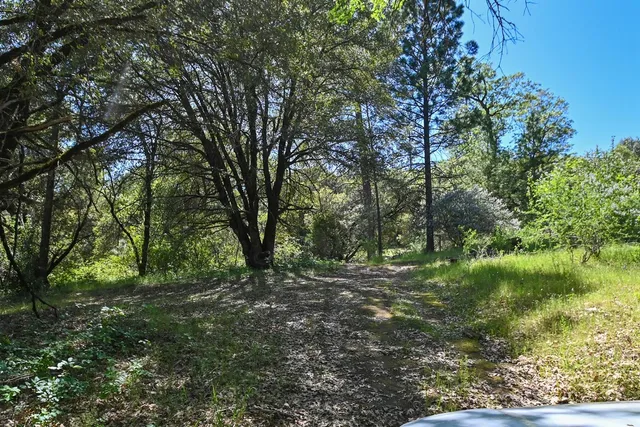 a view of a field with a tree in the background