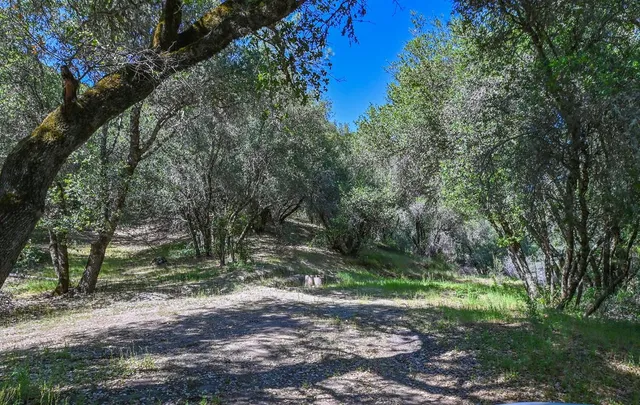a view of a forest with a mountain in the background