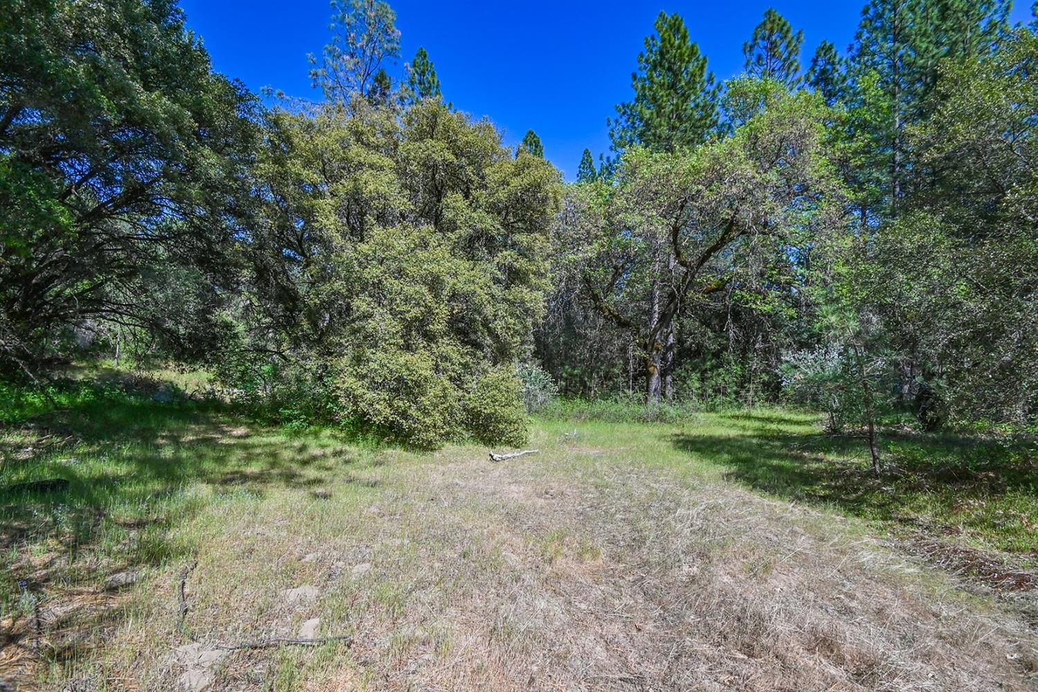 6412 Mt Aukum Road Somerset, CA 95684 - Photo 26 of 65 a view of a forest with trees in the background