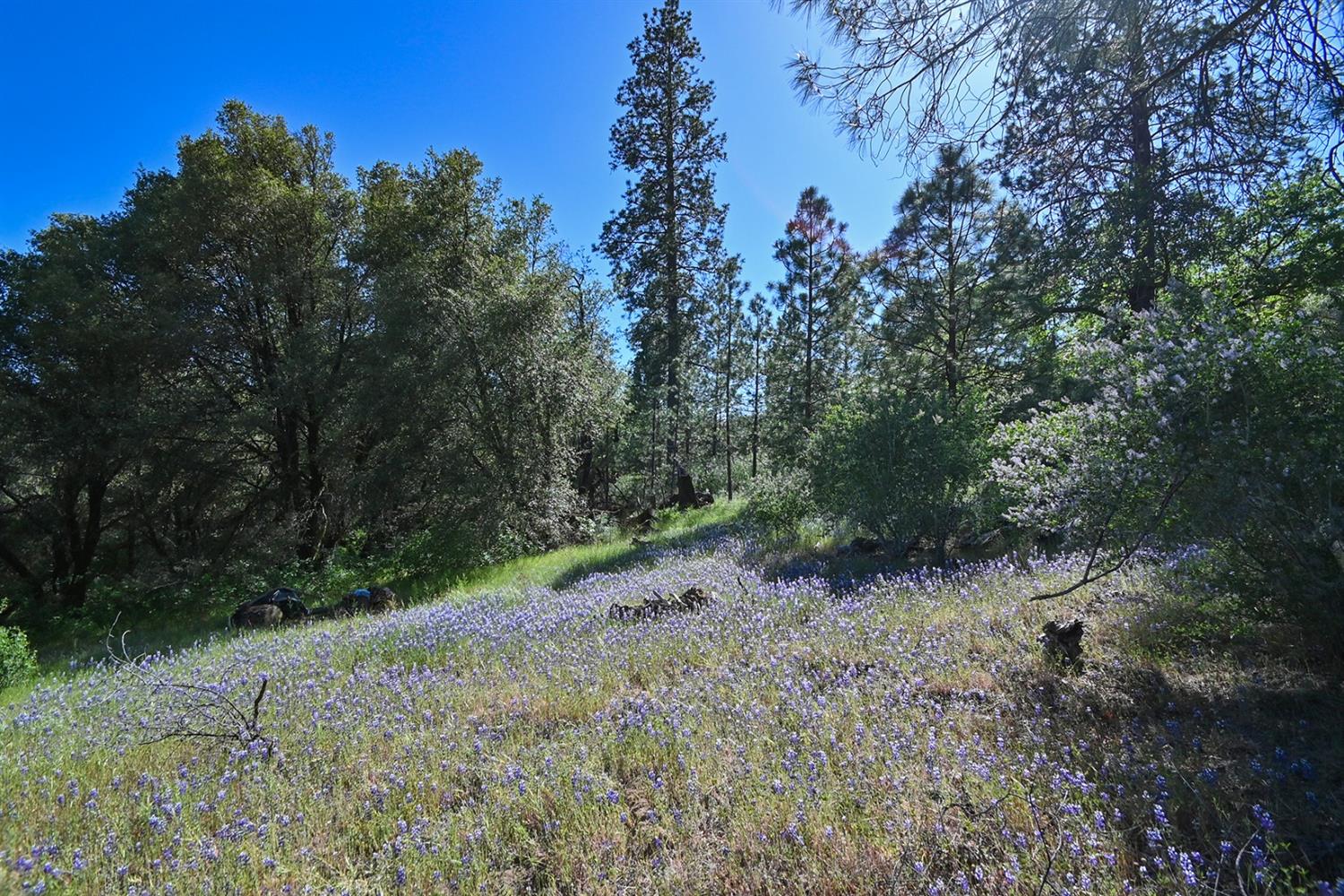 6412 Mt Aukum Road Somerset, CA 95684 - Photo 28 of 65 a view of a forest with trees in the background