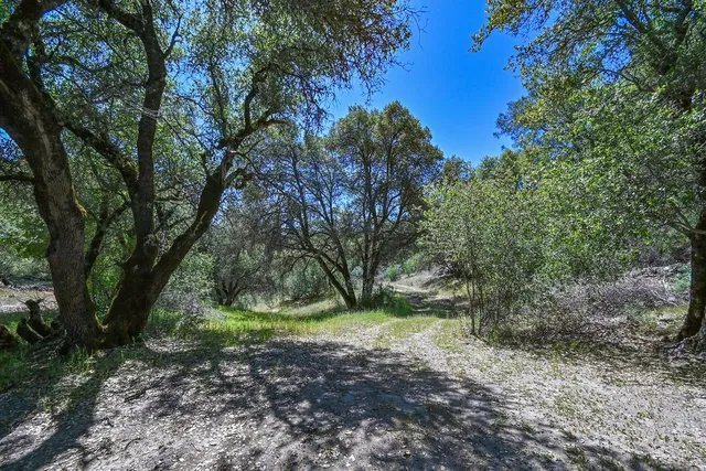 a view of a lush green forest