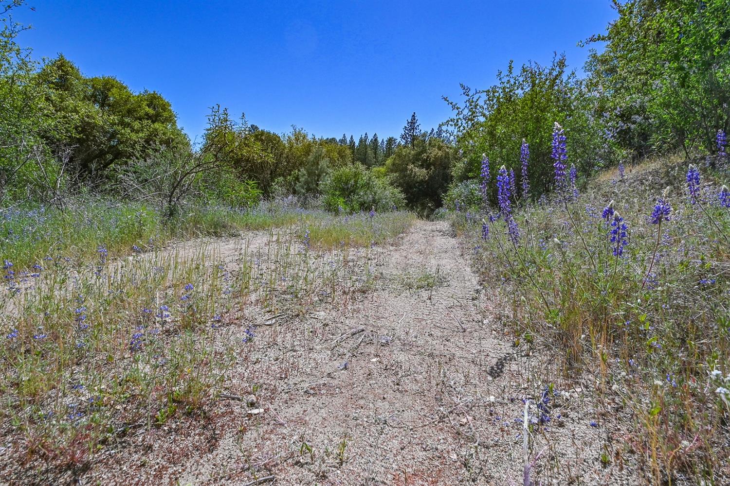 6412 Mt Aukum Road Somerset, CA 95684 - Photo 10 of 65 a view of a yard with a tree