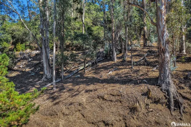 a view of a forest with trees